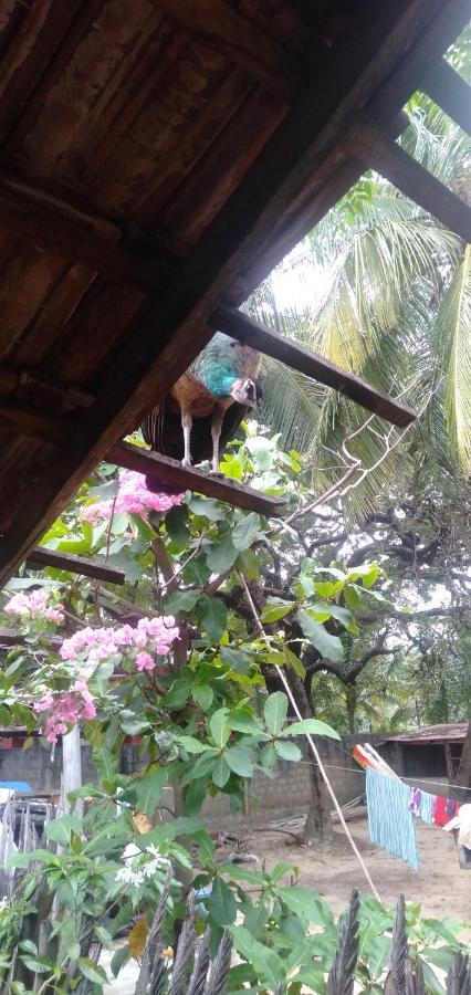 Walkers Hostel Trincomalee Exterior photo